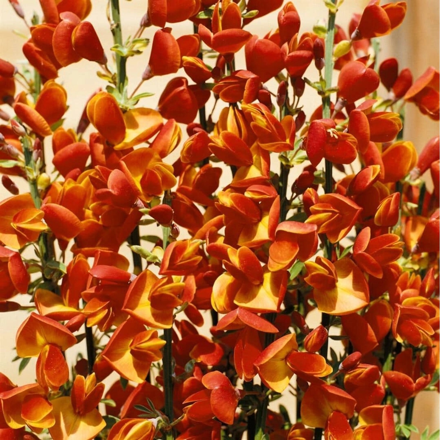 Cytisus Scoparius Besenginster 30-40 cm günstig online kaufen