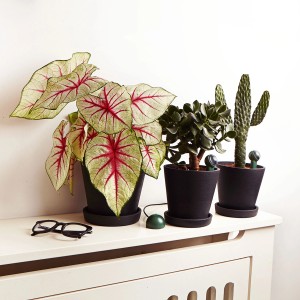 Fyta Beam Pflanzensensor 6 in 1 mit Wi-Fi Hub neben Zimmerpflanzen in Töpfen.