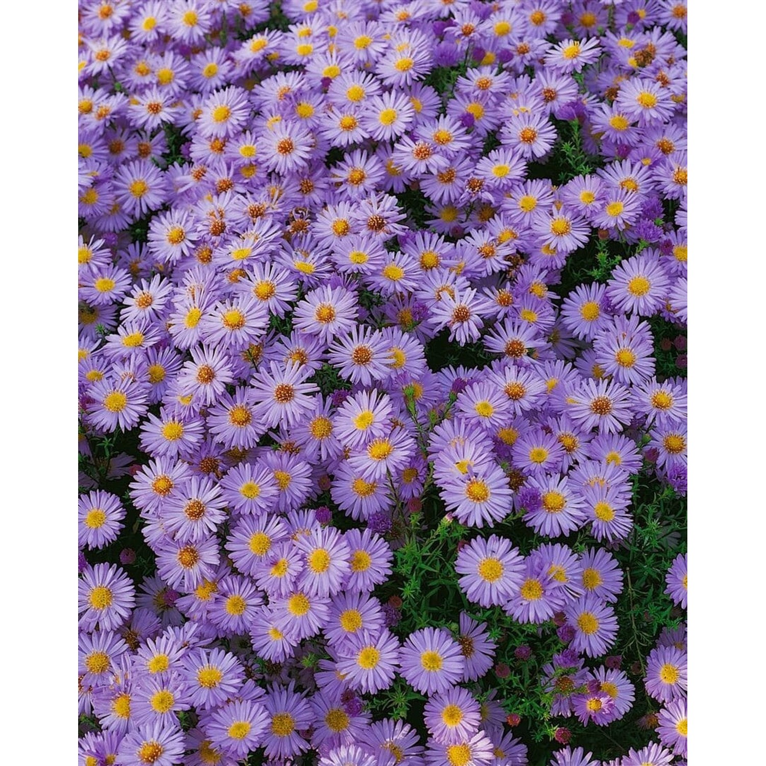 Aster Dumosus Herbstpurzel Kissenaster Ca. 9x9 cm Topf günstig online kaufen