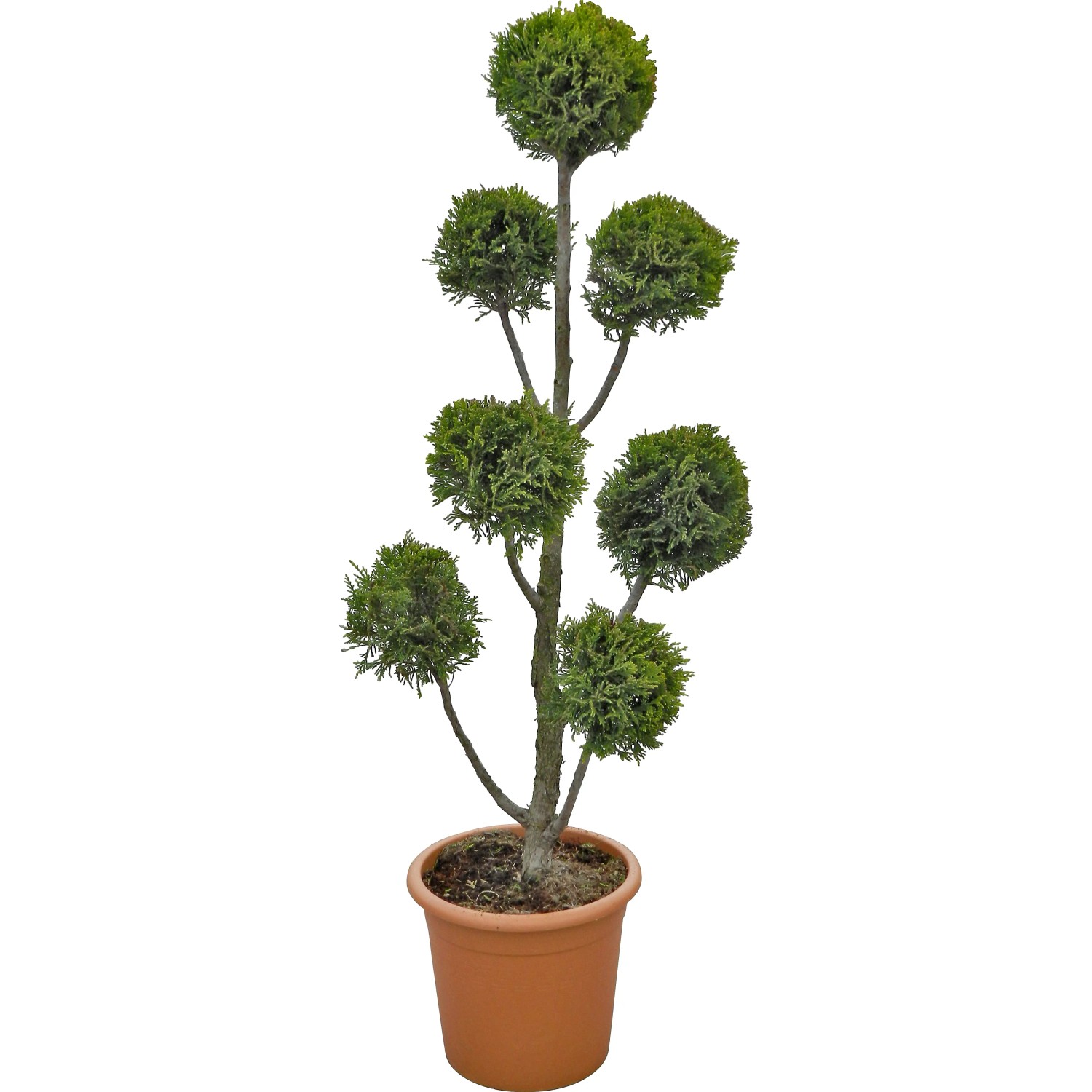 fertilize bonsai Slow Release Bonsai Fertilizer – Bonsai Bar main image 0