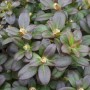 Nahaufnahme des Rhododendron Hanceanum Shamrock Gelb mit grünen Blättern und Blütenknospen.