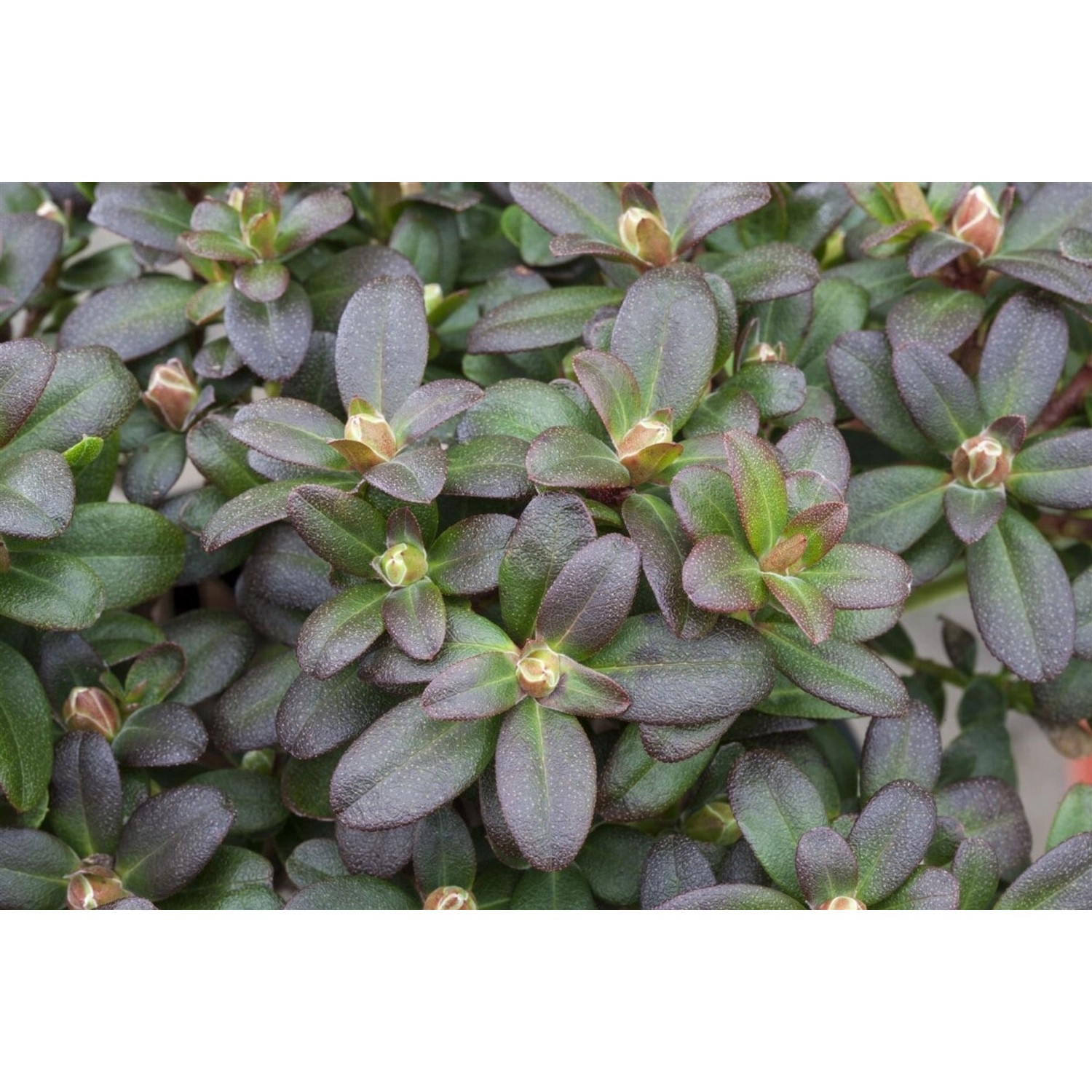 Rhododendron Hanceanum Shamrock Gelb 30–40 cm günstig online kaufen