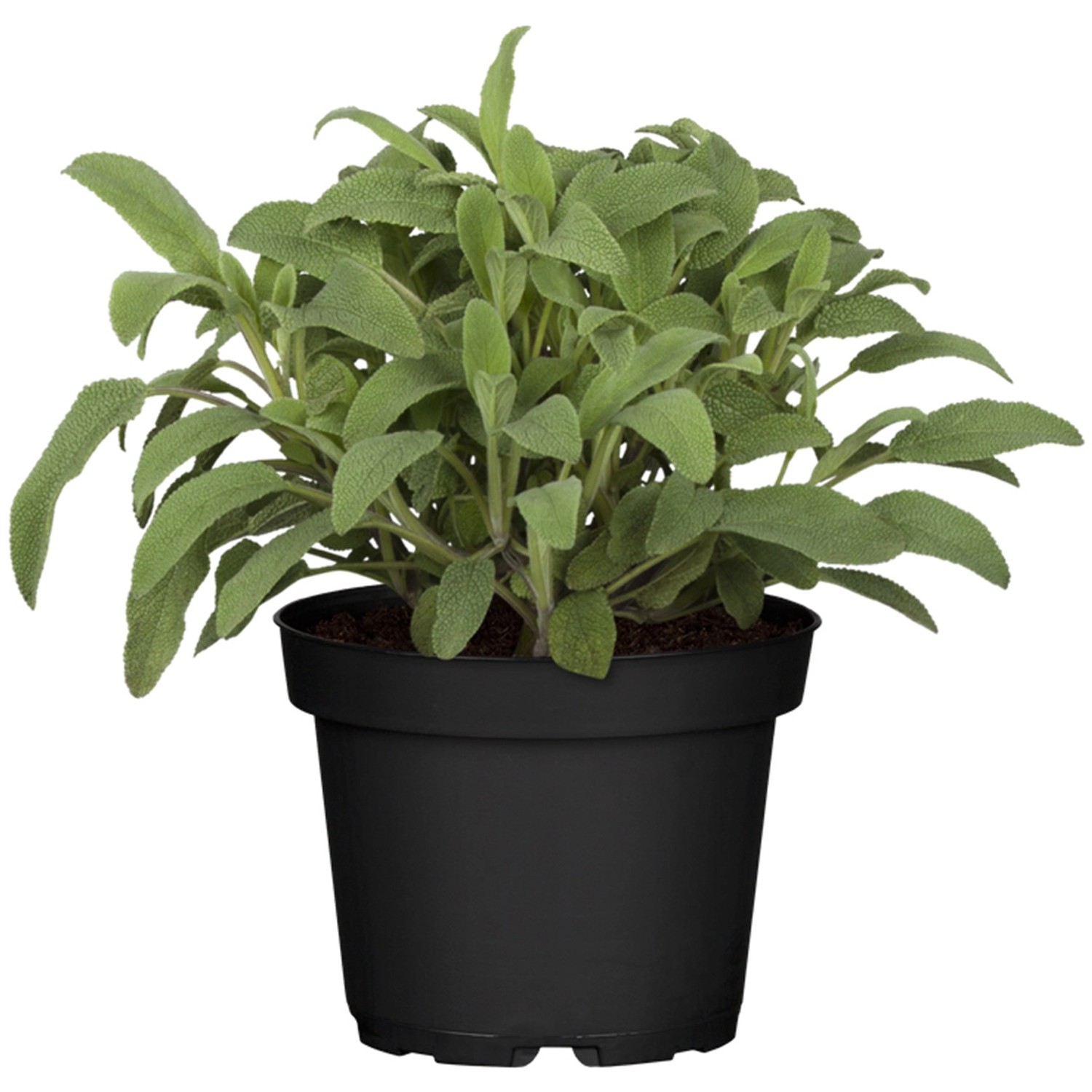GROW by OBI GartenSalbei Höhe 1020 cm TopfØ ca. 14 Salvia