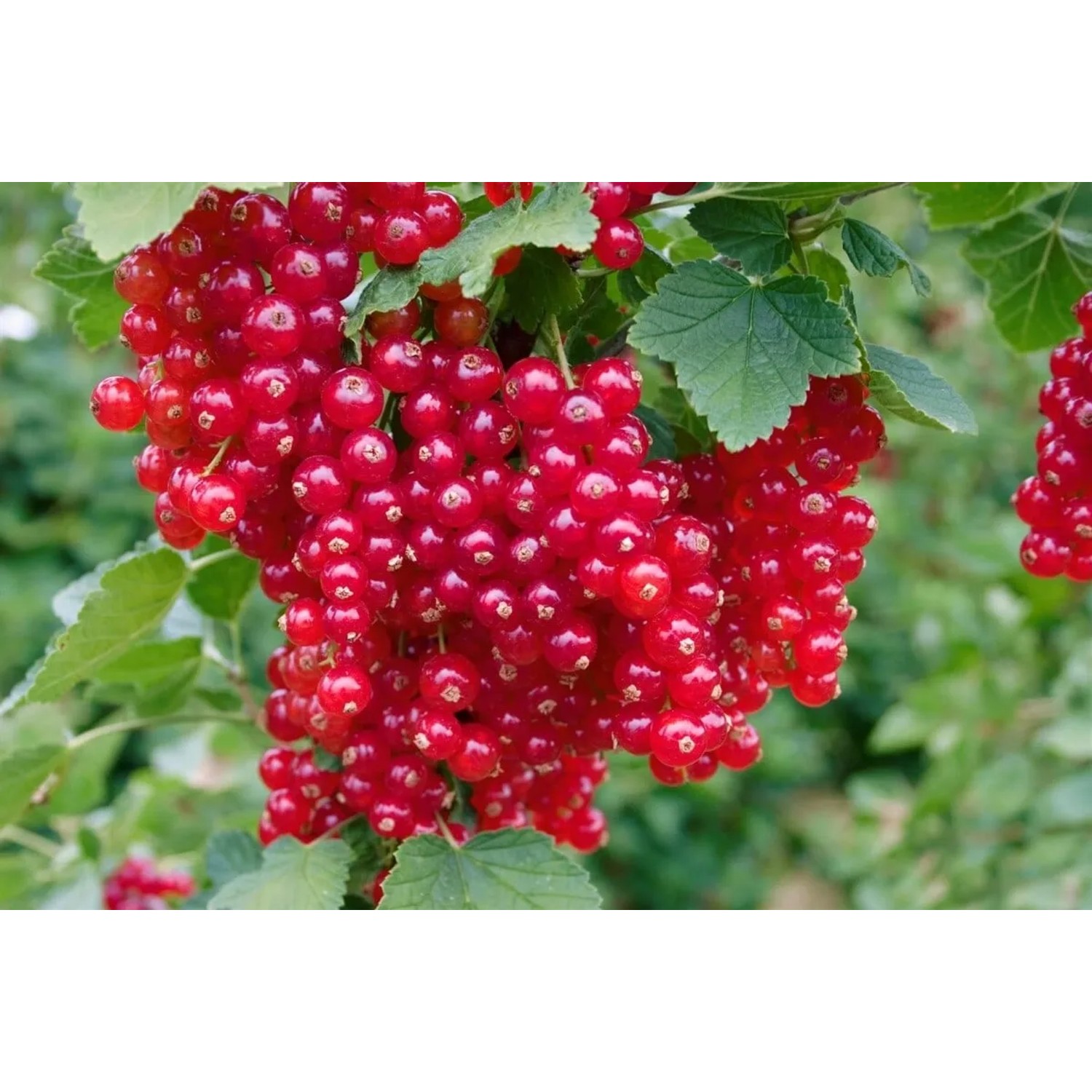 Pozzetto di Irrigazione Rotonda in Plastica 20 x 16 x 24 cm | Leroy Merlin
