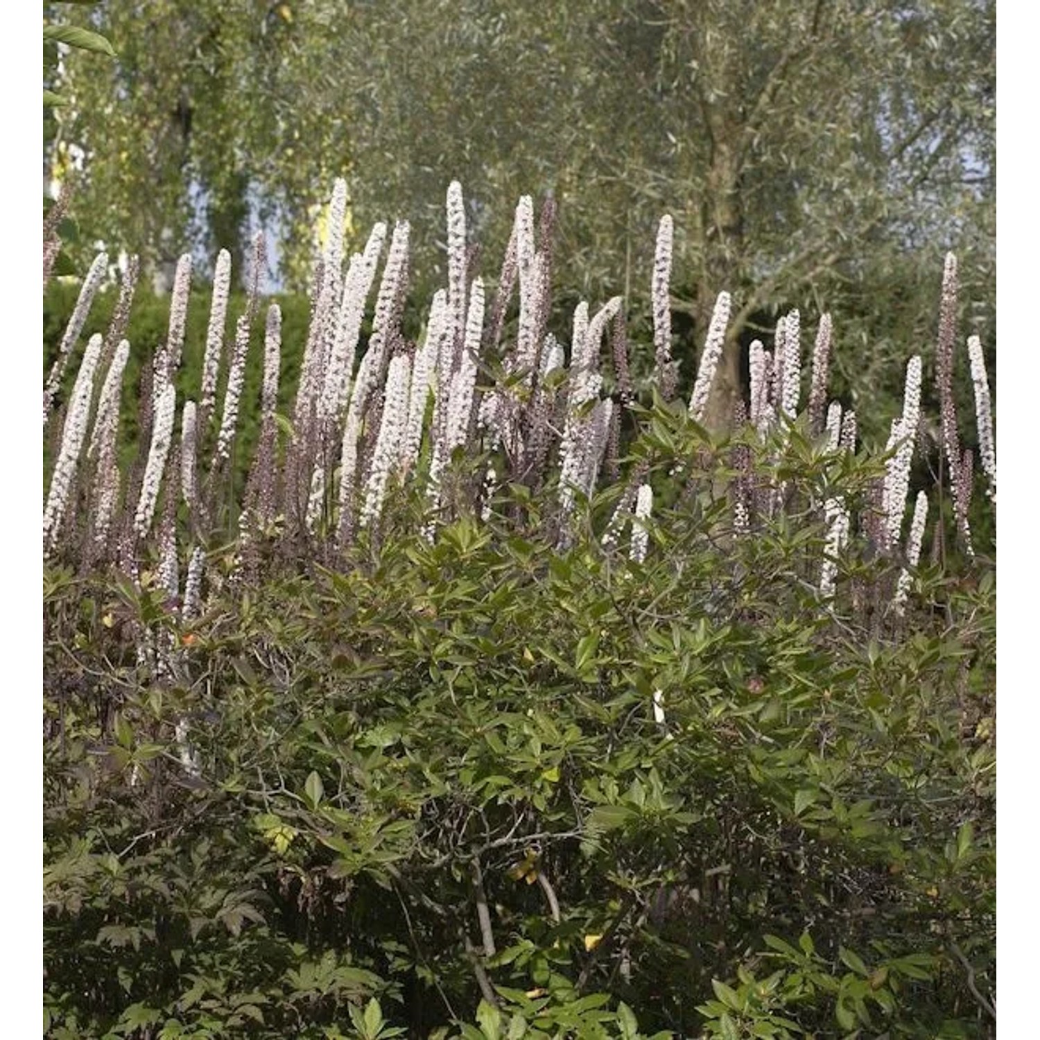 Traubensilberkerze Purpur - Actaea racemosa