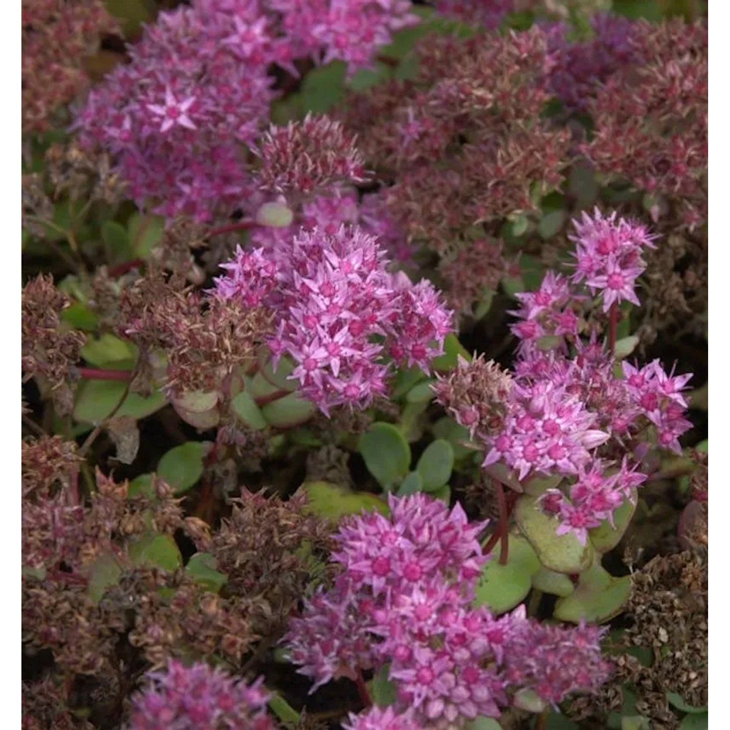 Ewers Fetthenne - Sedum ewersii