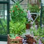 Halls Gewächshaus Popular 106: Grünes Gewächshaus mit Pflanzen, Tomaten und Ernte in Körben.