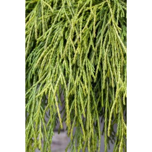 Detailaufnahme der goldgelben Nadeln der Chamaecyparis Pisifera Sungold Scheinzypresse.