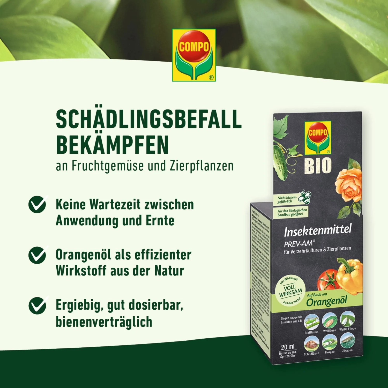 Compo Insektenmittel Prev-AM 50ml zur Blattlausbekämpfung. Bio Insektizid mit Orangenöl für Gemüse und Zierpflanzen.