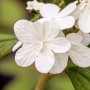 Nahaufnahme: Weiß blühender Japanischer Schneeball 'Summer Snowflake', buschiger Strauch.