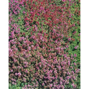 Blühender Teppich-Thymian 'Purpurteppich' als Bodendecker mit purpurfarbenen Blüten.