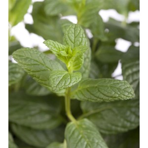 Nahaufnahme der grünen Minze (Mentha Spicata) im 9x9 cm Topf. Frische, aromatische Staude für Küche und Garten.