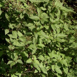 Nahaufnahme des grünen Laubs vom Ungarischen Flieder Holger Strauch.