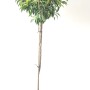 Portugiesische Lorbeerkirsche als Kugel-Stämmchen im Topf, ca. 170-180cm hoch.