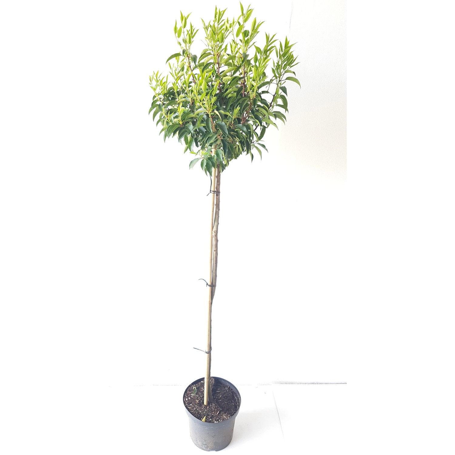 Pflanzen-Boering Prunus Angustifolia-Stämmchen Portugiesische Lorbeerkirsch günstig online kaufen