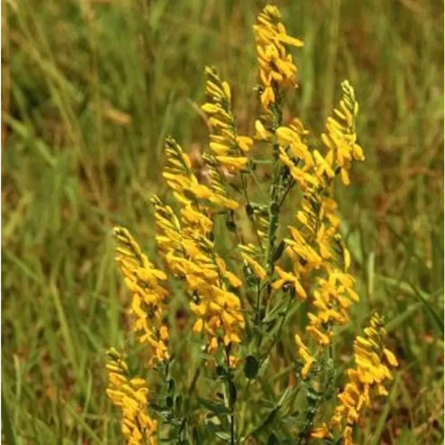 Deutscher Ginster 30-40cm - Genista germanica