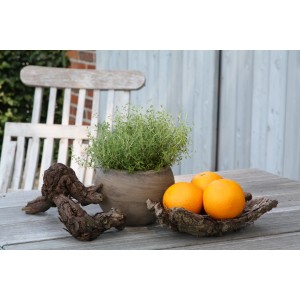 Blu Orangenthymian im Topf (ca. 12cm) neben Orangen auf einem Tisch.