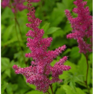Prachtspiere Gloria (Astilbe arendsii) mit pinkfarbenen Blüten vor grünem Laub.