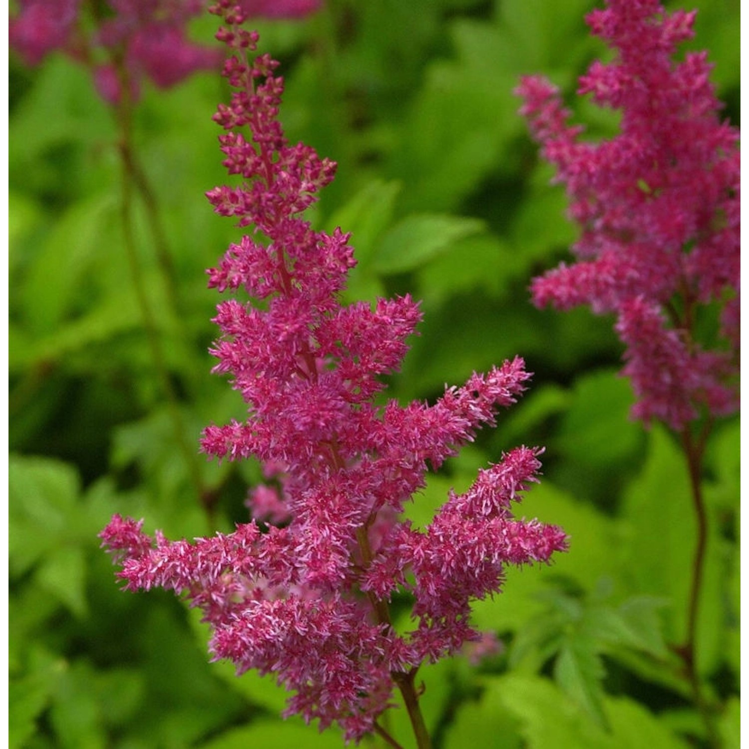 Prachtspiere Gloria - Astilbe arendsii günstig online kaufen