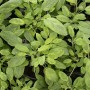 Bunter Salbei (Salvia officinalis 'Icterina') im Topf mit gelb-grünen Blättern.