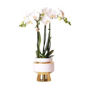 Weiße Phalaenopsis Orchidee im goldenen Topf (Höhe 40cm). Elegante Orchidee der Sorte Amabilis.