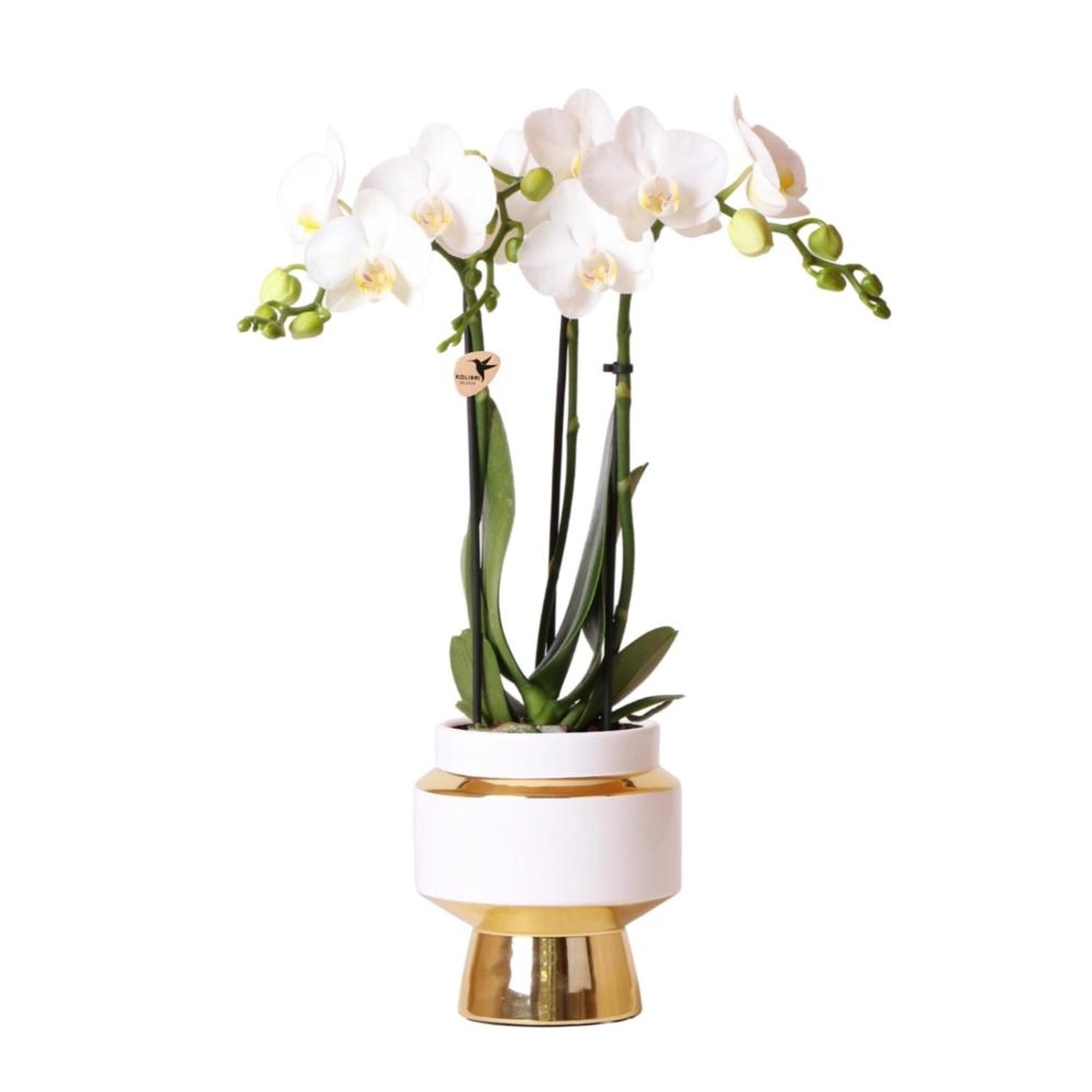 Kolibri Orchids Weiße Phalaenopsis Orchidee Amabilis & Le Chic Dekorativer Topf Gold Topfgröße 9cm 40cm Hoch