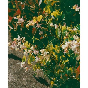 Detailaufnahme der weißen Blüten der Elfenblume (Epimedium grandiflorum) im 9x9 cm Topf.