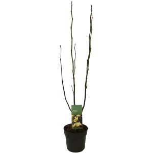 Junge, gelbe Magnolie 'Yellow Lantern' im Topf, ca. 60-80 cm hoch.