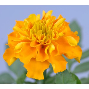 Orange Studentenblume (Tagetes patula) im 10er Pack, ca. 10-15 cm hoch.