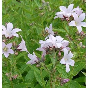 Doldenglockenblume Loddon Anna: Staude mit zartrosa Blüten und grünen Blättern.