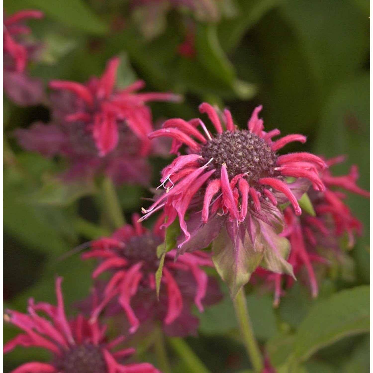 Indianernessel Adam - Monarda fistulosa günstig online kaufen