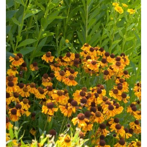 Sonnenbraut 'Wyndley' (Helenium cultorum) mit orange-gelben Blüten und brauner Mitte im Gartenbeet.