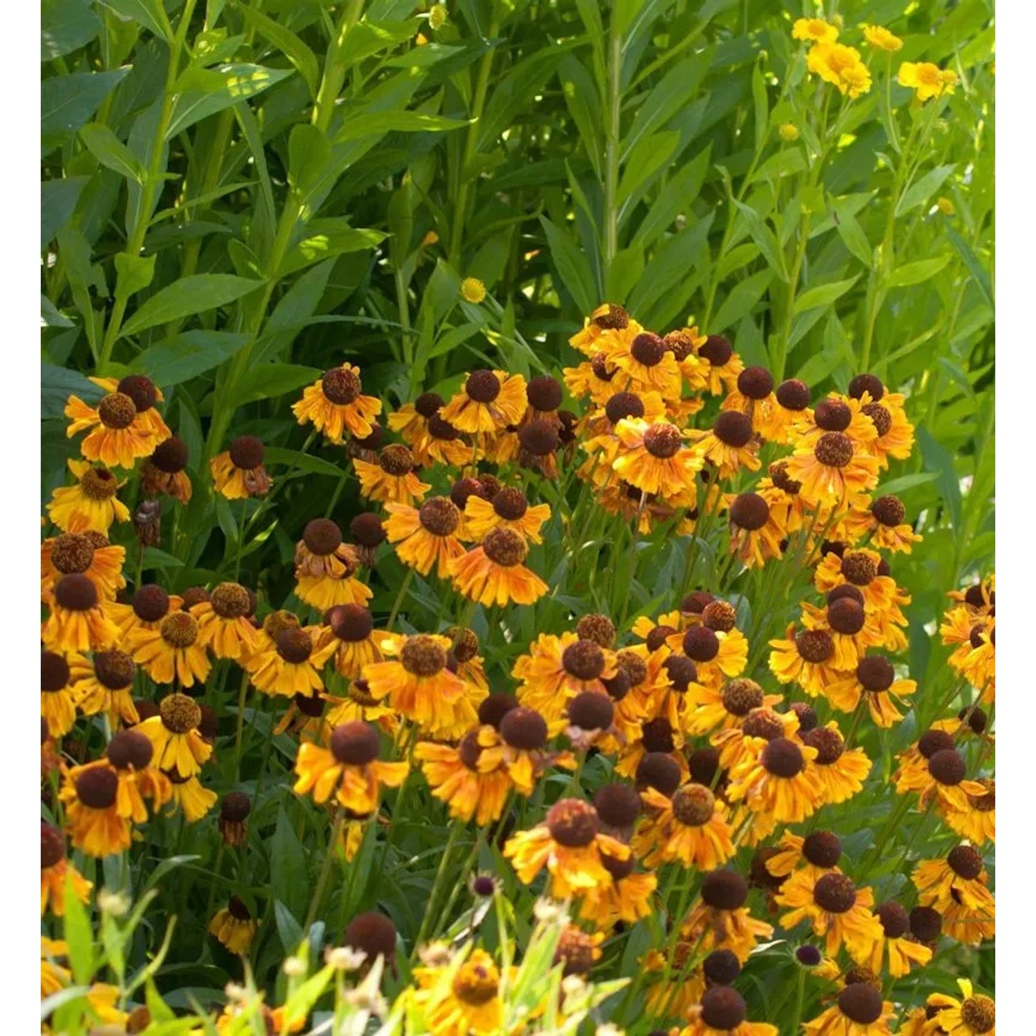 Sonnenbraut Wyndley - Helenium cultorum