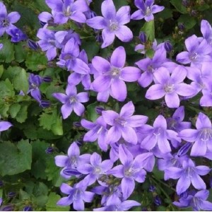6 x Polster-Glockenblume Campanula portenschlagiana Topf 9cm Immergrün