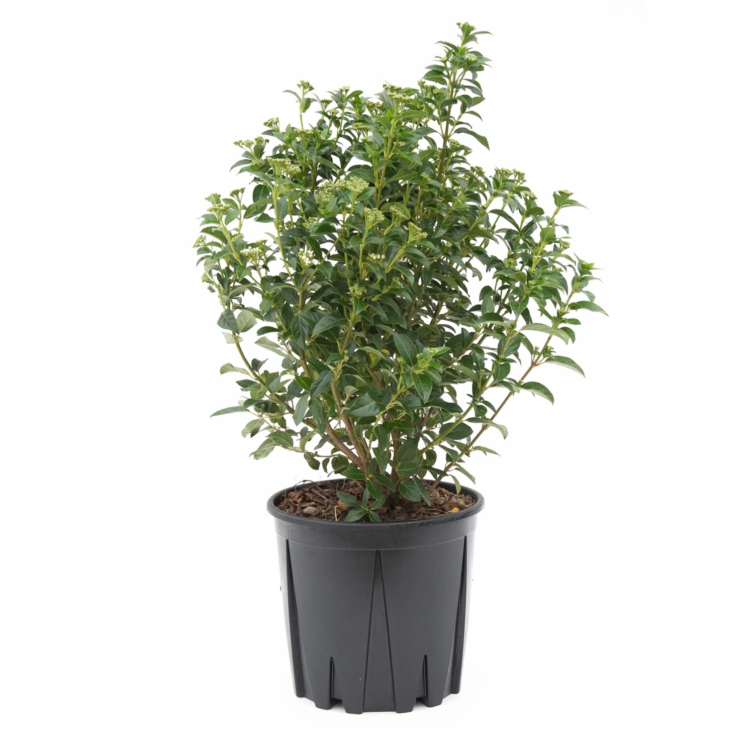 GROW by OBI Lorbeer-Schneeball Höhe ca. 30 cm Viburnum tinus Eve Price