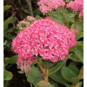 Rosa Fetthenne 'Carl' (Sedum spectabile) mit grünen Blättern. Blühende Staude für sonnige Standorte.