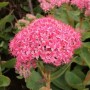 Rosa Fetthenne 'Carl' (Sedum spectabile) mit grünen Blättern. Blühende Staude für sonnige Standorte.