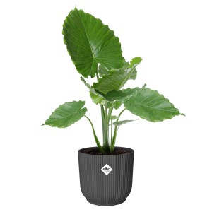 Anthrazitfarbener Elho Blumentopf Vibes Fold Rund Ø 30 cm mit Pflanze.