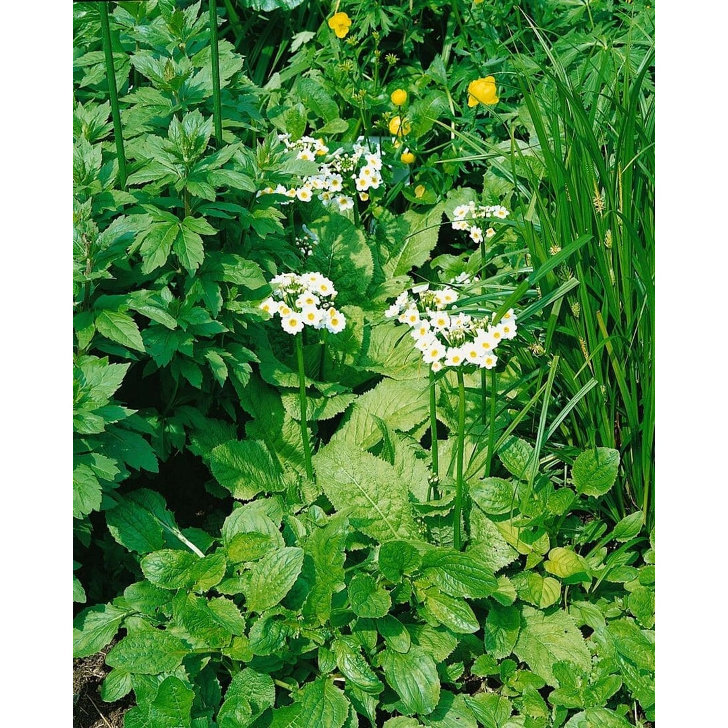 Primula Japonica Alba Japanische Primel Ca. 9x9 cm Topf günstig online kaufen