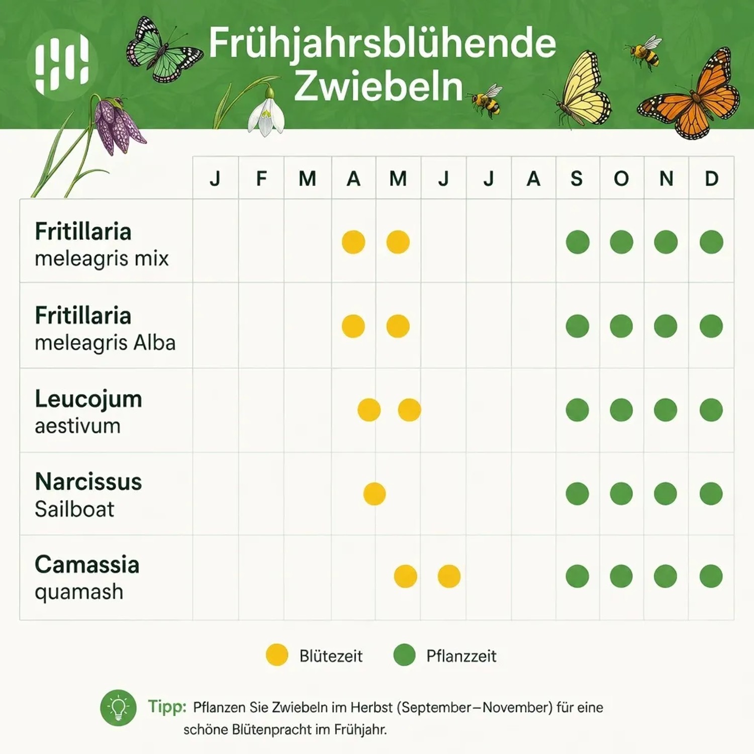 Übersicht der Blüte- und Pflanzzeiten für Vdvelde Wildblumen Blumenzwiebeln: Fritillaria, Leucojum, Narcissus, Camassia. Herbstpflanzung für Frühjahrsblüte.