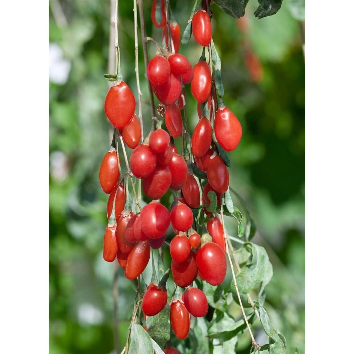 Lycium Barbarum Sweet Lifeberry -R- Goji-Beere 40–60 Cm günstig online kaufen