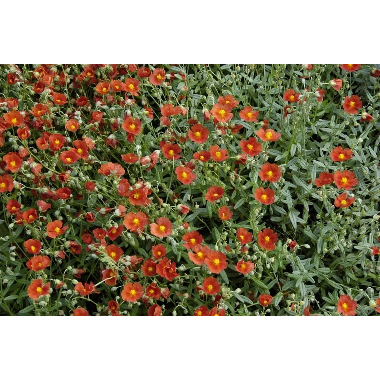 Bronzefarbenes Sonnenröschen 'Bronzeteppich' als Bodendecker mit vielen Blüten im 9x9 cm Topf.