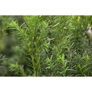 Detailaufnahme einer dunkelgrünen, kugeligen Taxus Baccata (Eibe), 20–25 cm hoch.