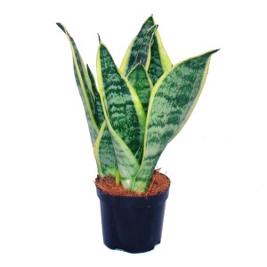 Exotenherz Sansevieria im 9cm Topf: Gelbgrüner Bogenhanf als Zimmerpflanze.