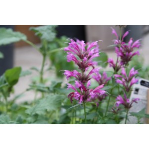 Blu Mexikanische Duftnessel im Topf mit dekorativen, pinkfarbenen Blüten.