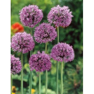 Sternkugel-Lauch (Allium Christophii) im Topf, violette Blütenkugeln auf grünen Stielen.