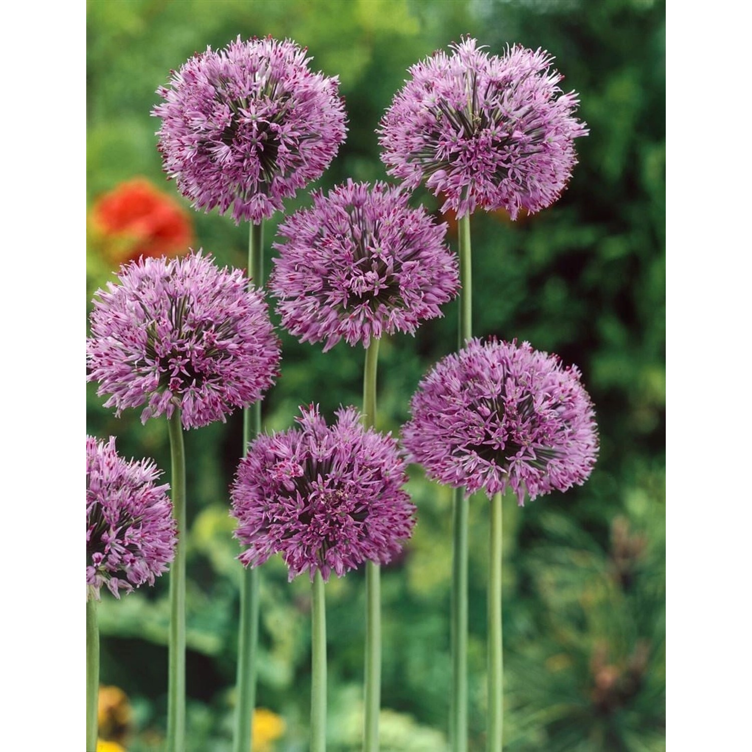 Allium Christophii Sternkugel-Lauch Ca. 11x11 cm Topf günstig online kaufen