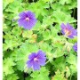 Nahaufnahme von blauvioletten Storchenschnabel-Blüten und grünen, gelappten Blättern. Blühende Geranium-Staude.