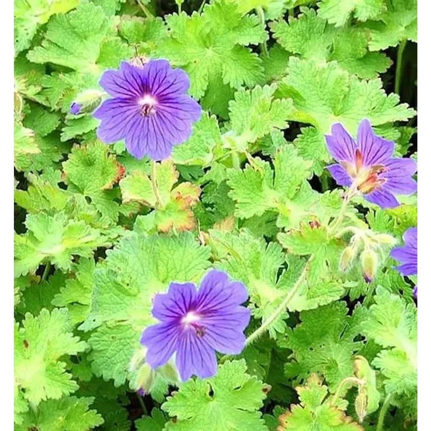 Nahaufnahme von blauvioletten Storchenschnabel-Blüten und grünen, gelappten Blättern. Blühende Geranium-Staude.