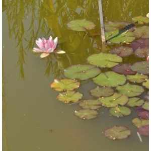 Seerose Fabiola - Nymphaea